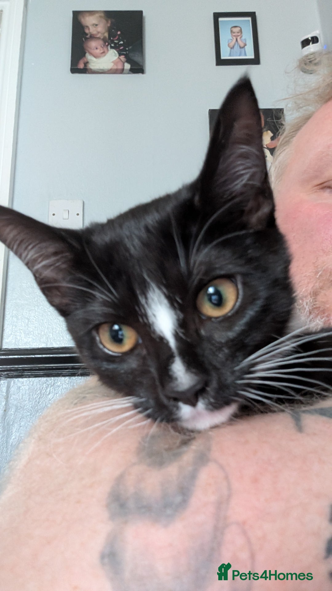 Mixed Breed cats for sale: Cat for sale - Image 2