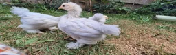 Chickens poultry for sale: Trio of Porcelain Pekin Bantams  - Advert 4