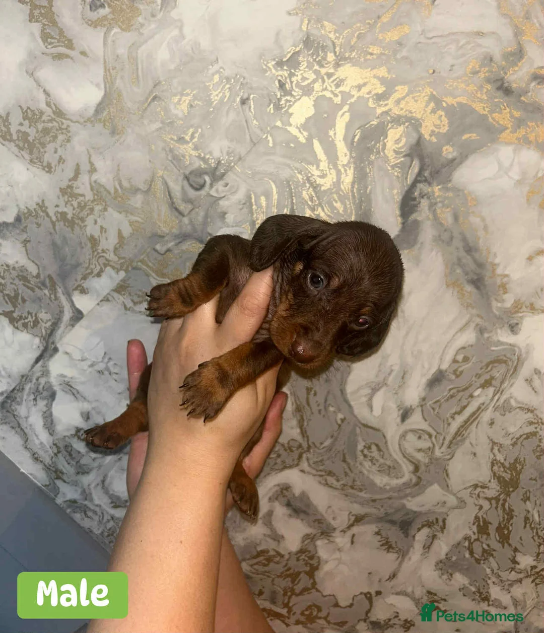 Miniature Dachshund dogs for sale: Minature Dachshund puppys  - Advert 14