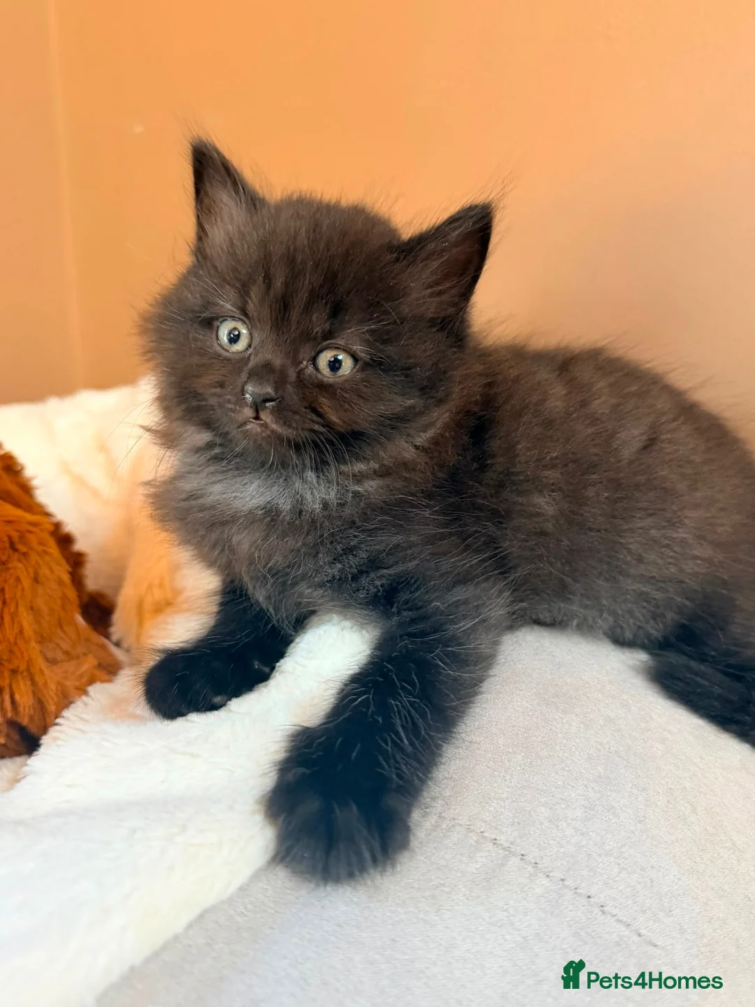Mixed Breed cats for sale: British short hair cross - Advert 1