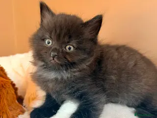 Mixed Breed cats British short hair cross - Advert 1
