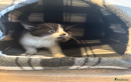 Mixed Breed cats for sale: 3 kittens ready to leave  - Image 5