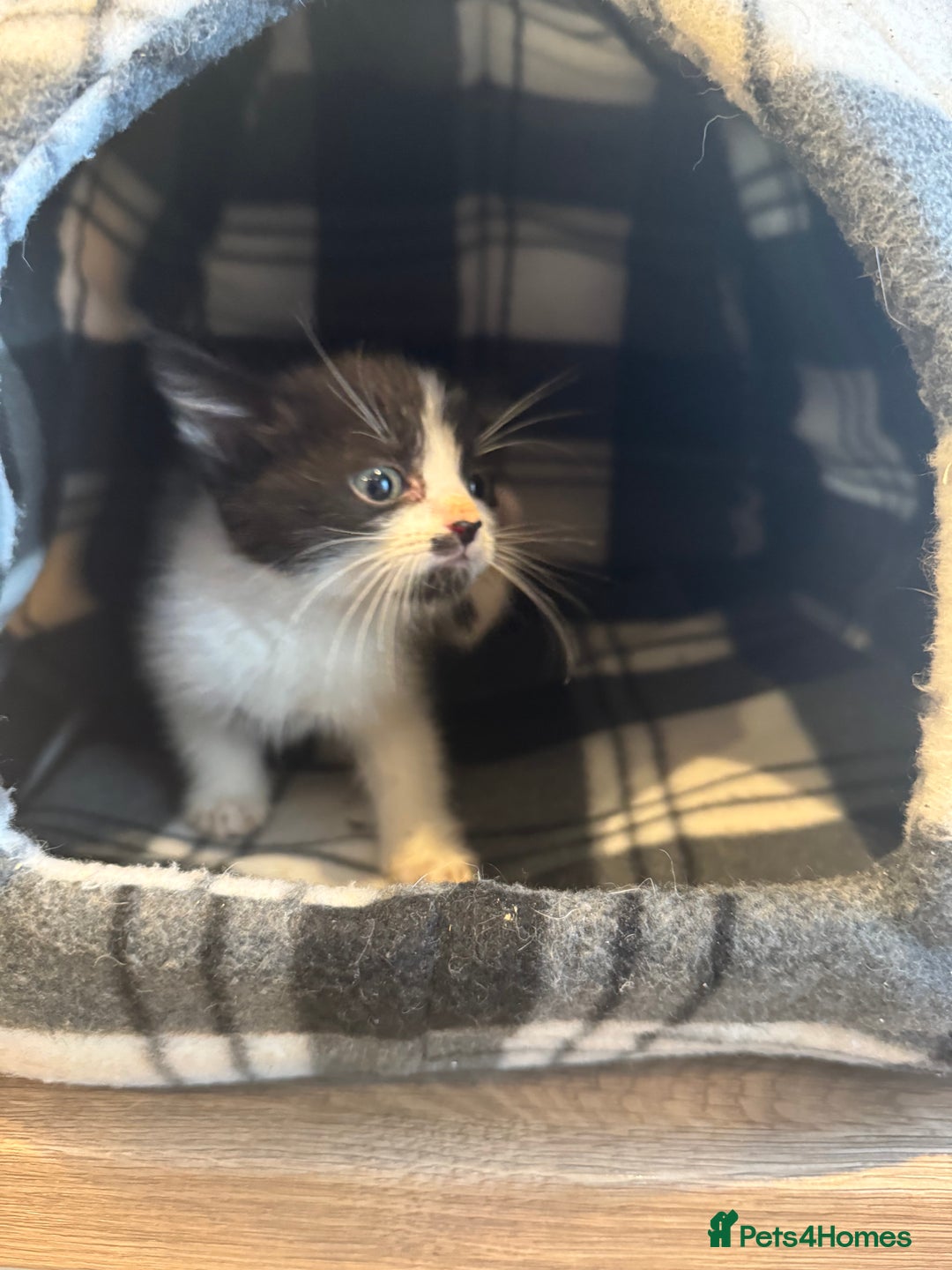 Mixed Breed cats for sale: 3 kittens ready to leave  - Image 5