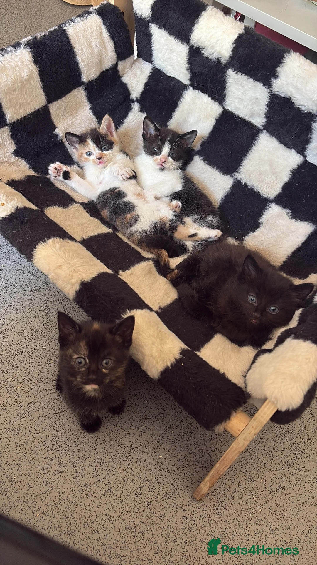 Mixed Breed cats for sale: 4 Kittens for Sale. Ready for Their Forever Homes - Advert 2