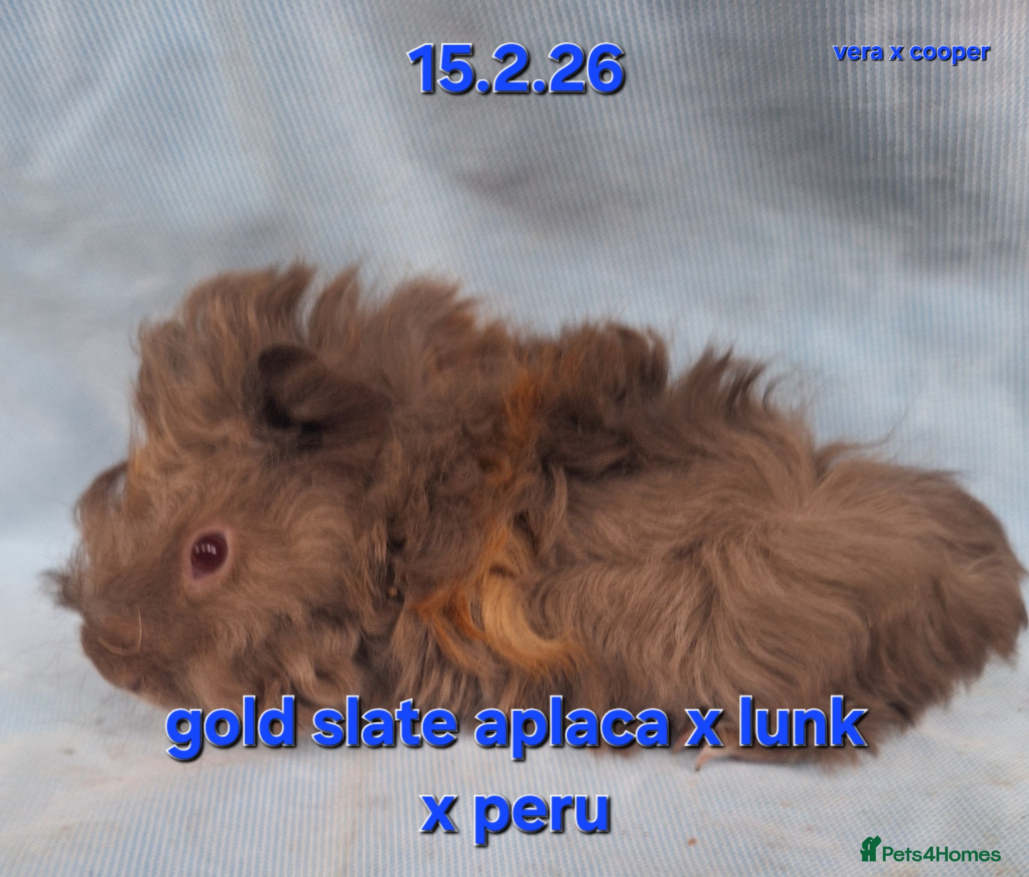 Guinea Pig rodents Fluffy baby boy male guinea pigs - Advert 18