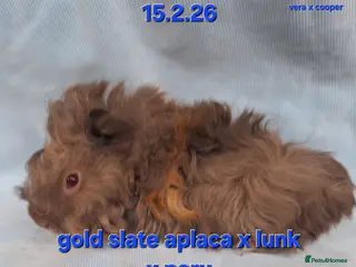 Guinea Pig rodents Fluffy baby boy male guinea pigs - Advert 18