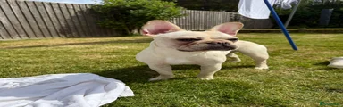 French Bulldog 1