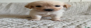 Golden Retriever 5