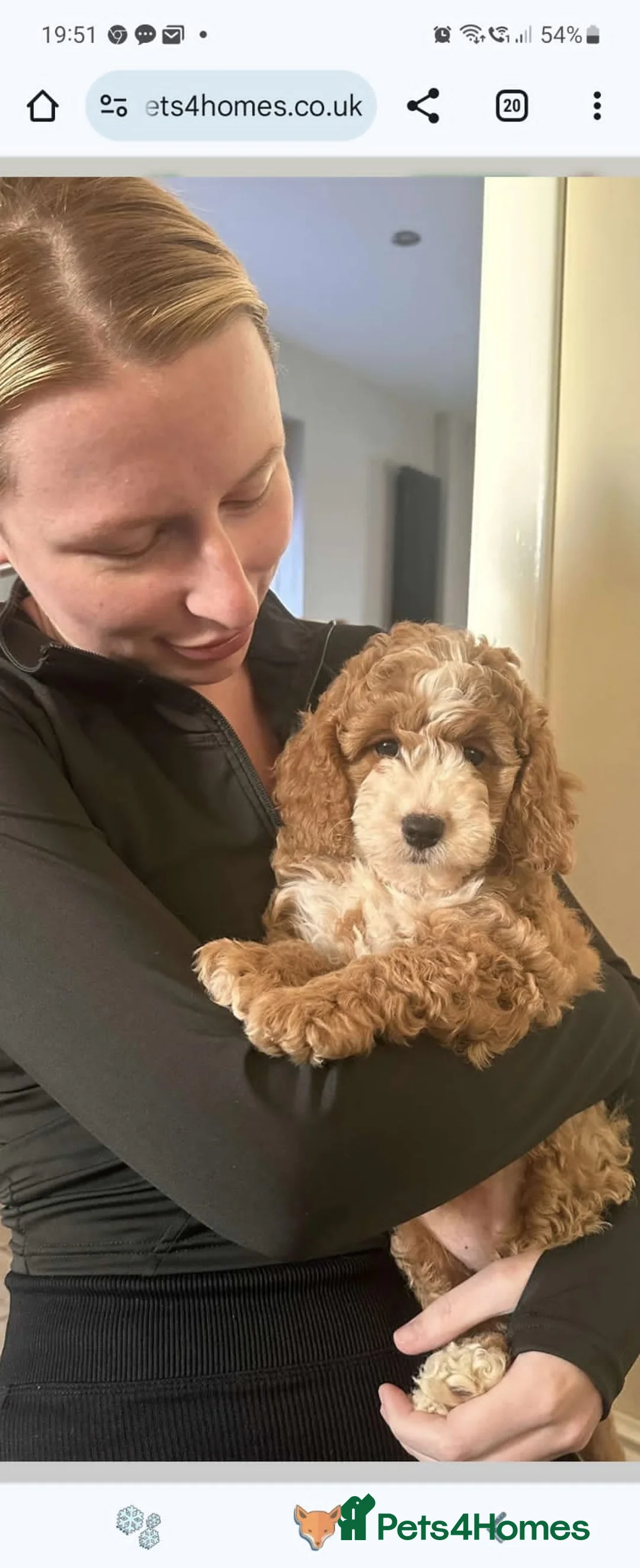 Cockapoo dogs for stud: Proven Red & white F1 cockapoo stud dog. in Barnsley - Advert 38