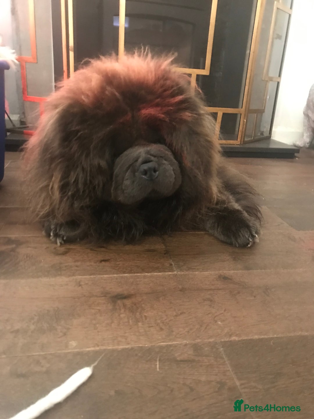 Chow Chow dogs for sale: Stunning Chow chow pups ready for new homes  - Advert 23