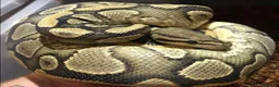 Python Snake reptiles for sale: Last few royals need moving on asap - Advert 13