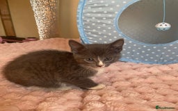Ragdoll cats for sale: Ragdoll Cross Maine Coon Kitten - Image 4
