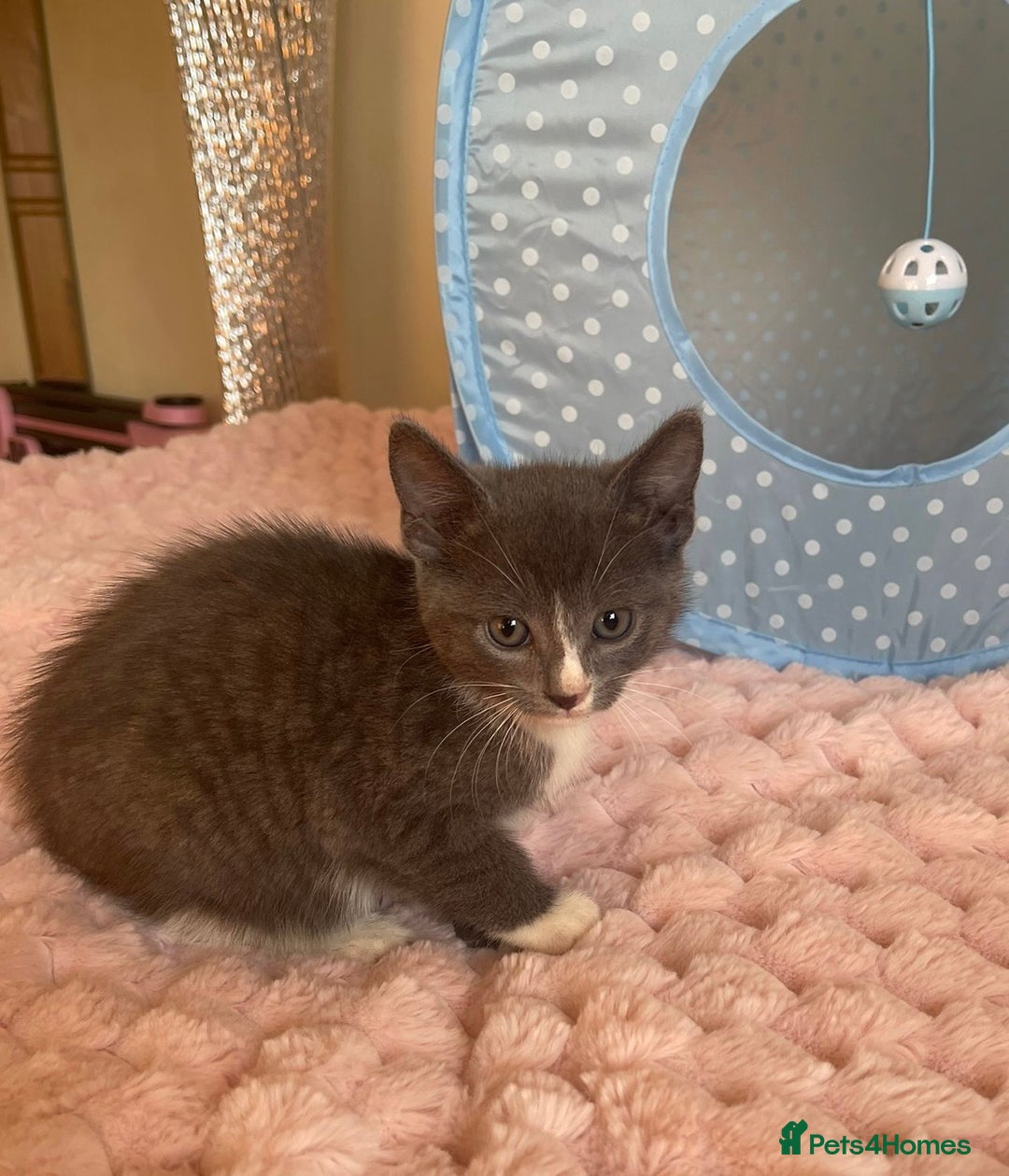 Ragdoll cats for sale: Ragdoll Cross Maine Coon Kitten - Image 4