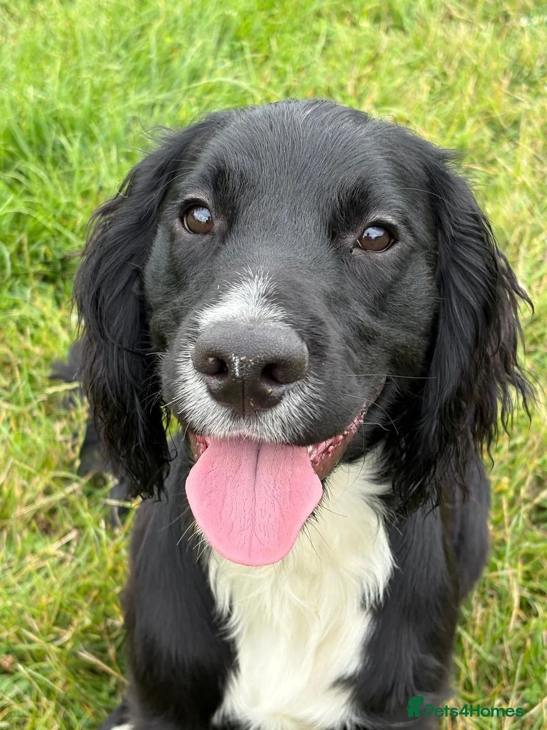 Cocker Spaniel dogs for sale: Dave the spaniel in Houghton le Spring - Advert 1