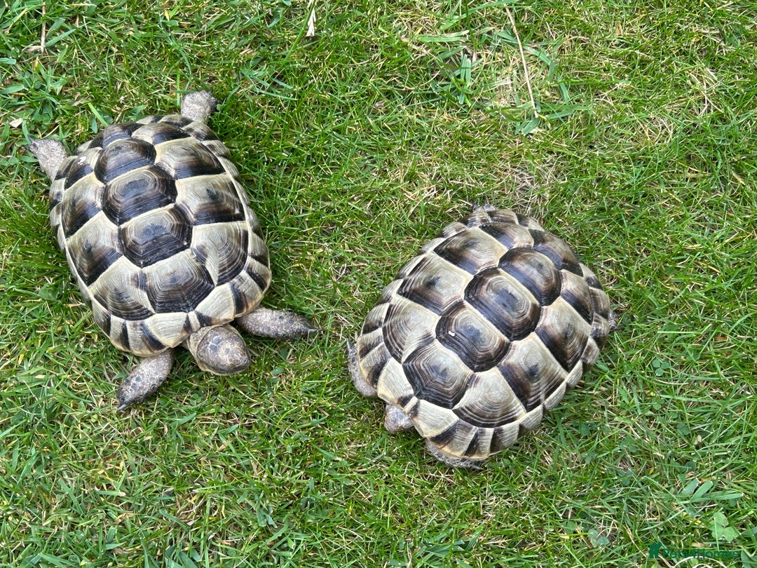 Tortoise reptiles for sale: Spur-Thighed (Testudo Graeca) tortoises  - Image 4