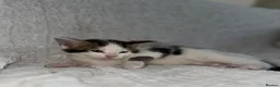 Maine Coon cats for sale: GORGEOUS MAINE COON KITTENS - Advert 26