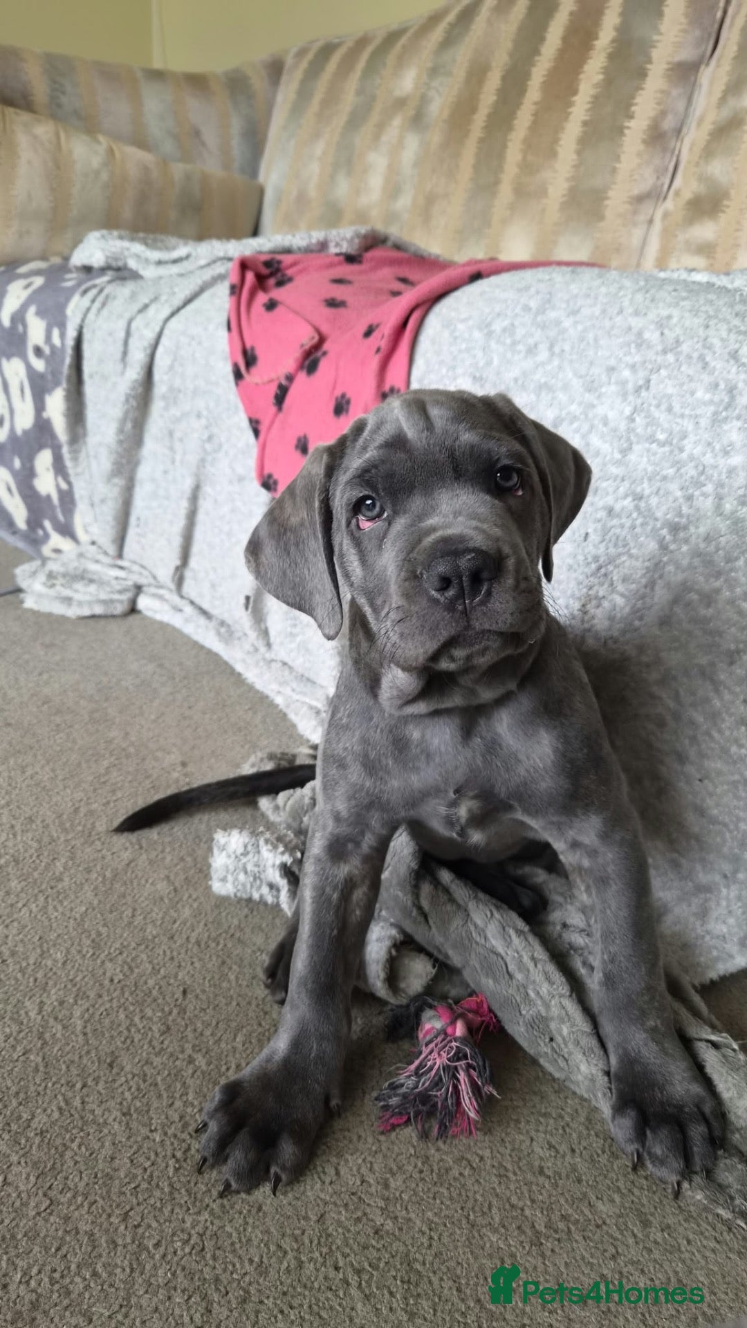 Cane Corso dogs 1 BLUE MALE LEFT - Advert 2