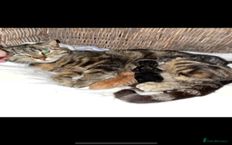 Mixed Breed cats for sale: 4 gorgeous kittens  - Image 7