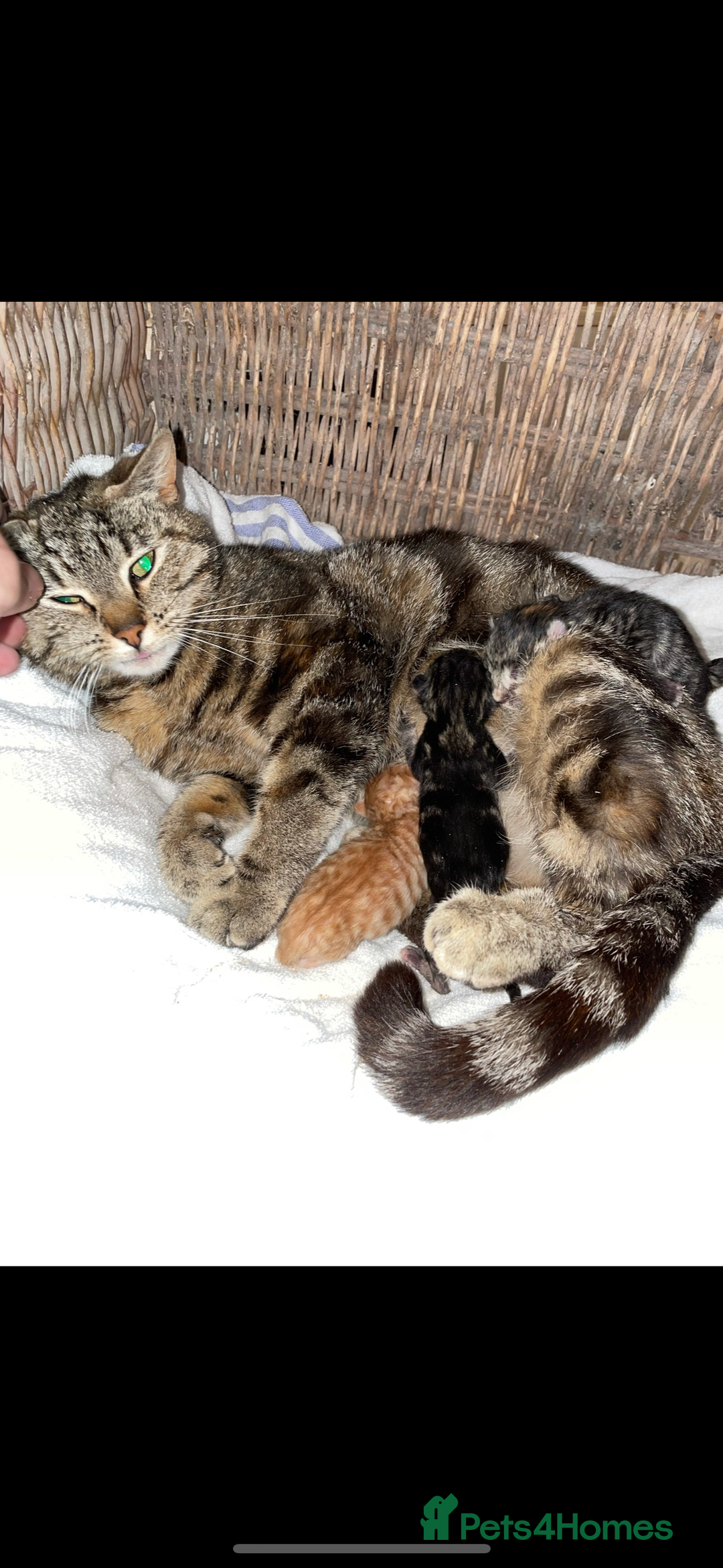 Mixed Breed cats for sale: 4 gorgeous kittens  - Image 7