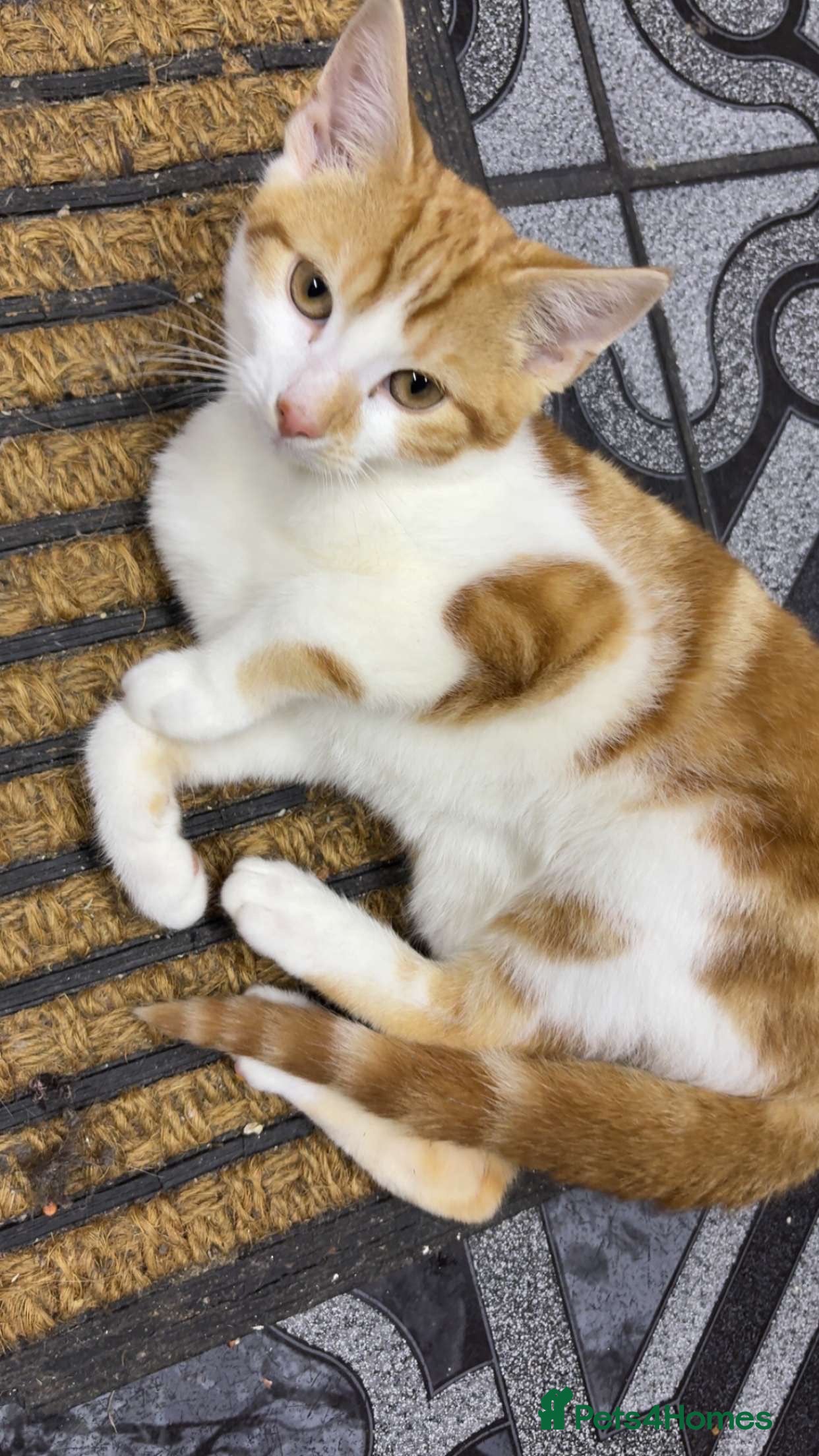 Domestic Shorthair cats Gorgeous boy ready to leave!  in Birmingham - Advert 1