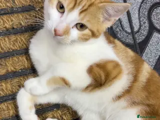 Domestic Shorthair cats Gorgeous boy ready to leave! in Birmingham - Advert 1