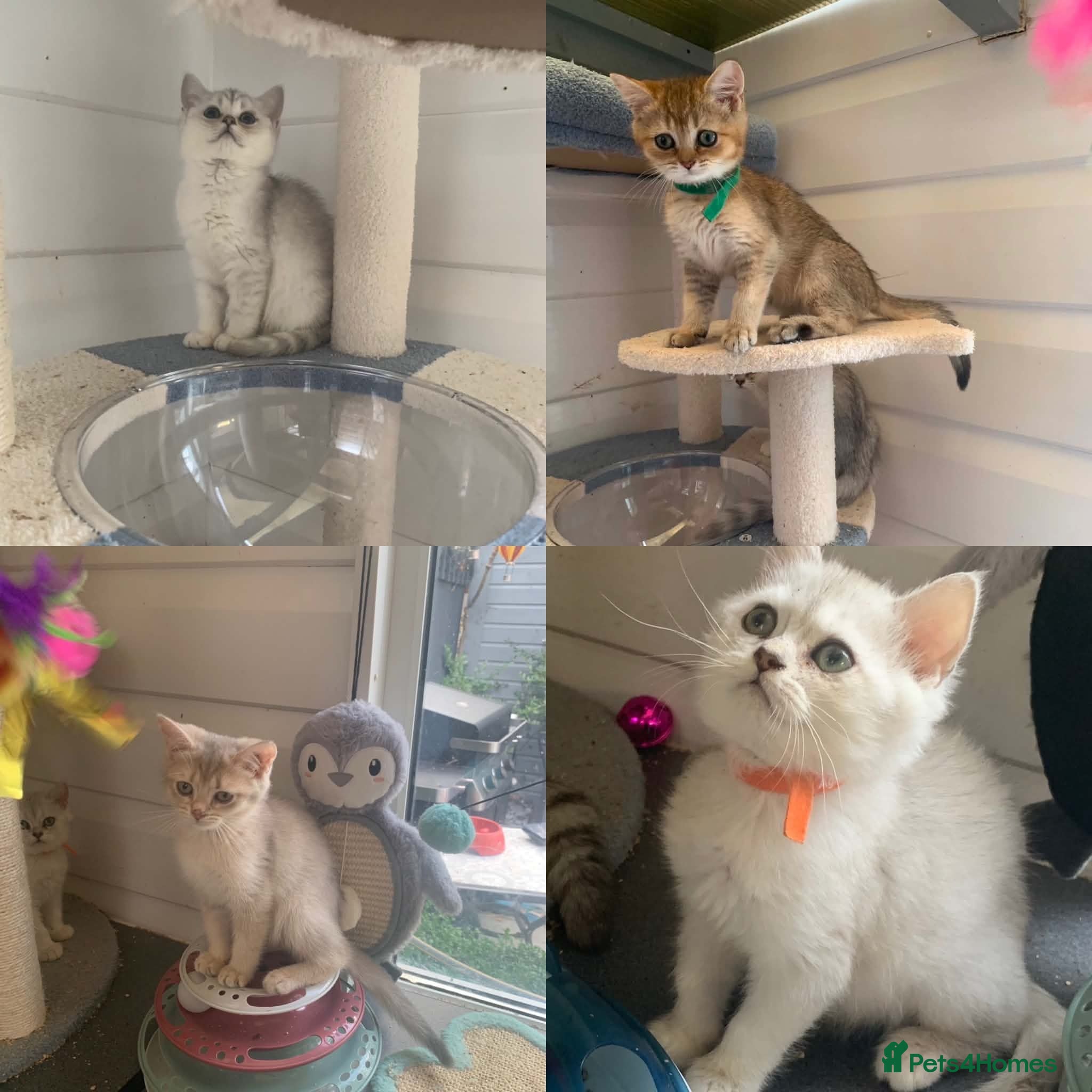 British Shorthair cats BSH 11 weeks old Rare Shaded colours  - Advert 1