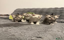 Scottish Fold cats for sale: 🐾 Adorable Scottish Straight kittens  - Image 3