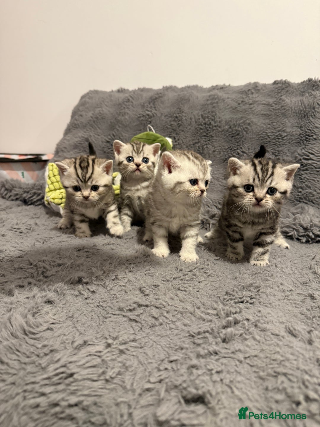 Scottish Fold cats for sale: 🐾 Adorable Scottish Straight kittens  - Image 3