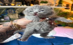 British Shorthair cats for sale: Outstanding kittens 😻 Champion line🥇🏆😻 - Image 21