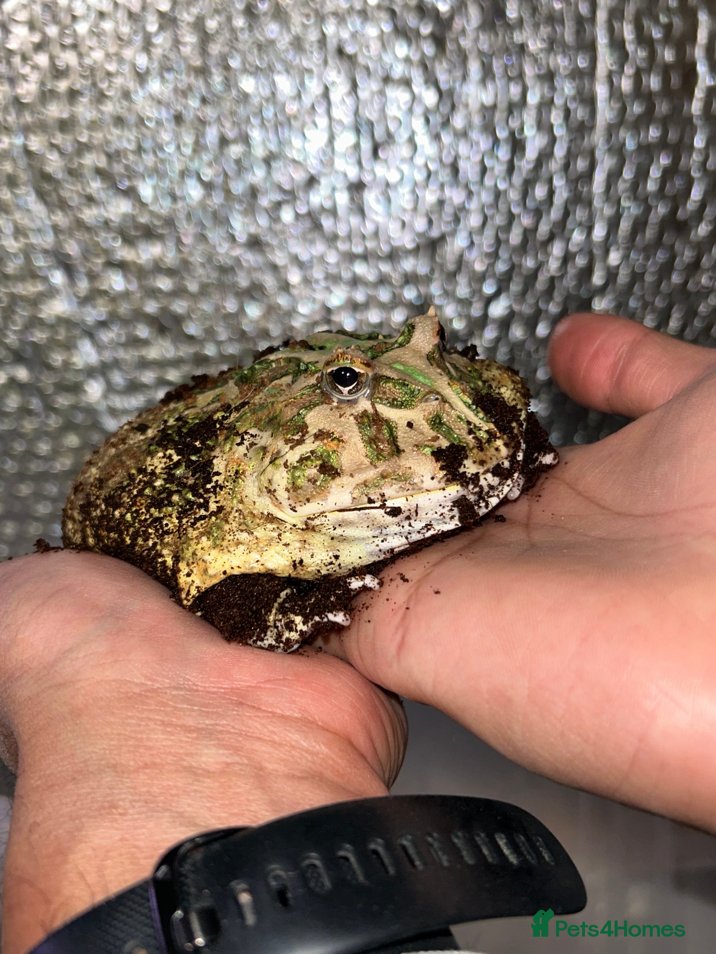 Frog reptiles Ornate Pac-Man Frog  - Advert 1