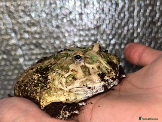 Frog reptiles Ornate Pac-Man Frog - Advert 1