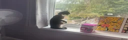 Mixed Breed cats for sale: Male Cat  in Ellesmere Port - Advert 2