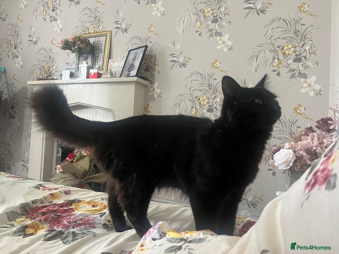 Domestic Shorthair cats for sale: FREE! Gorgeous Blackish Brown kitten - Image 5