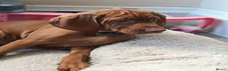 Hungarian Vizsla dogs for sale: * 1 Beautiful Girl Ready For Her New Home * * - Advert 5