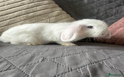 Mini Lop rabbits for sale: BEW Mini Lop Bucks for sale.  - Image 1