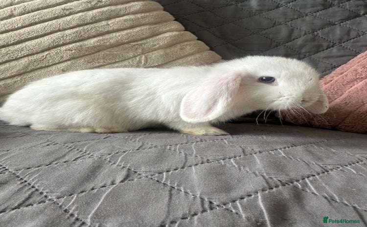 Mini Lop rabbits - Advert 16