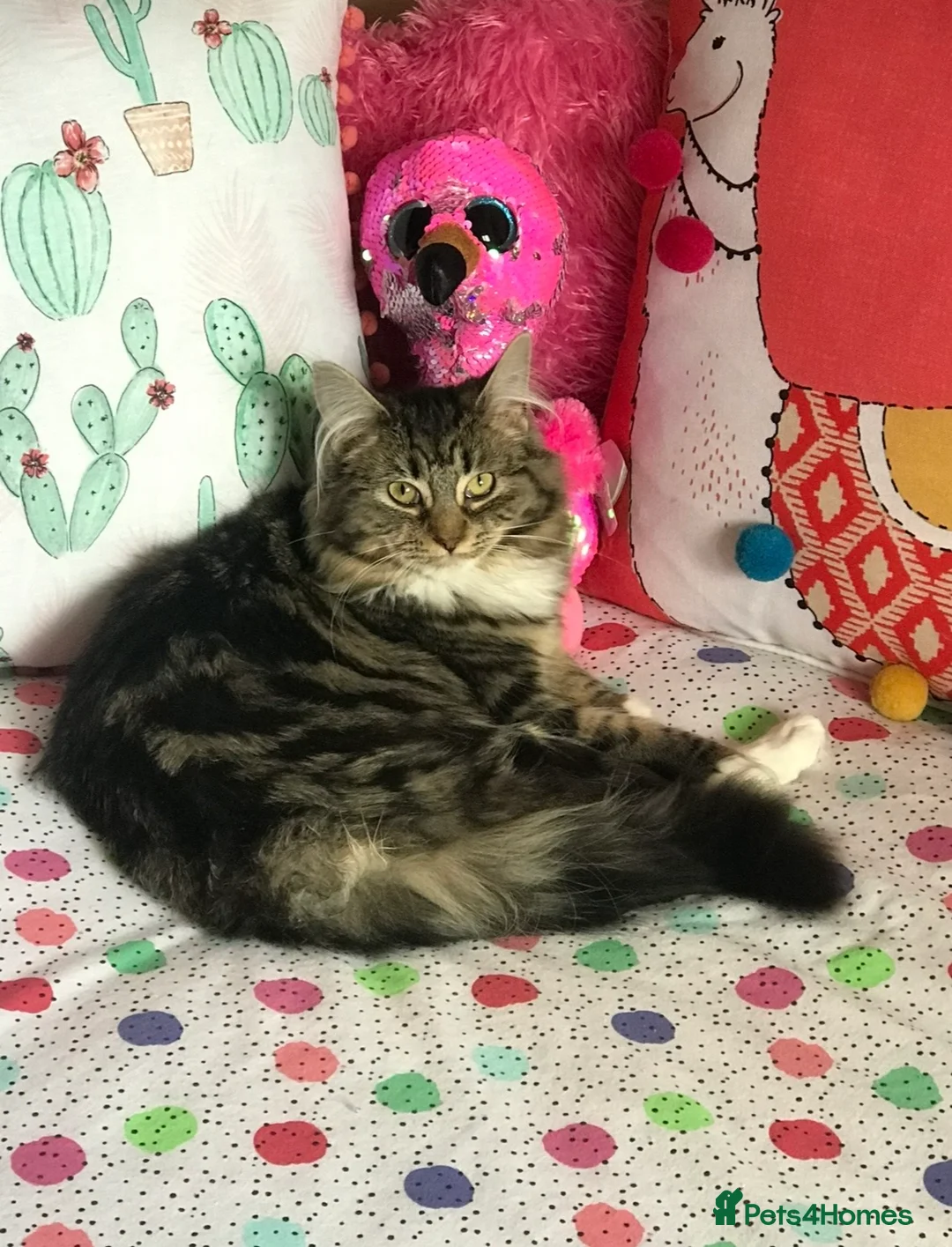Mixed Breed cats for sale: Fluffy Male Kittens Maine Coon Cross  in Selby - Advert 31