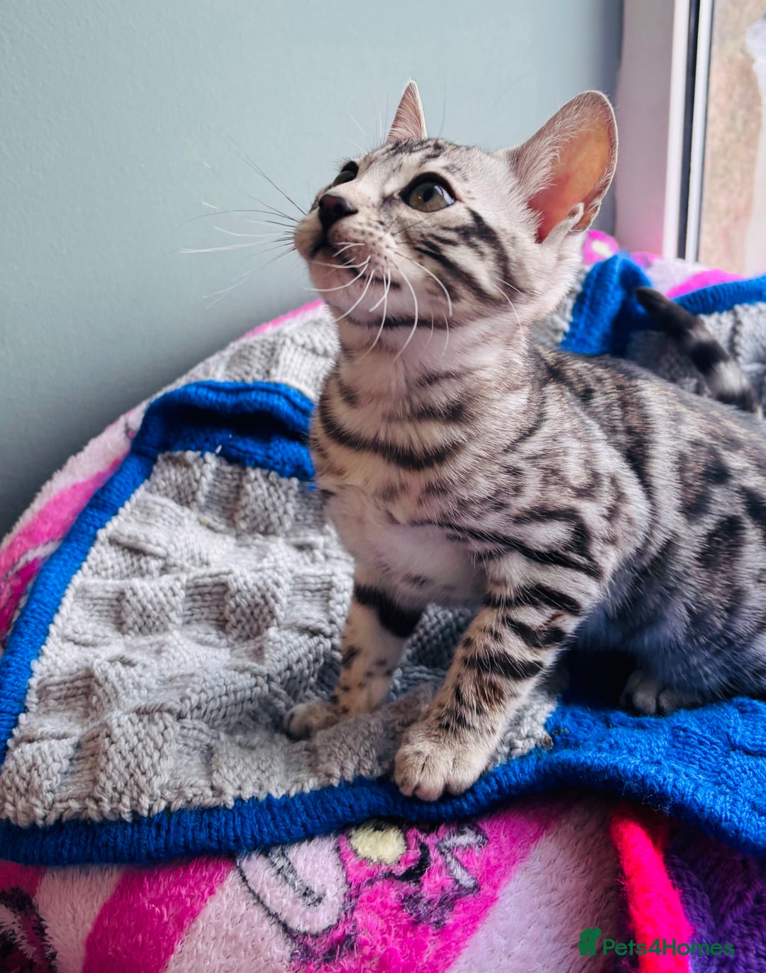 Bengal cats for sale: Stunning silver bengal girl  - Advert 7