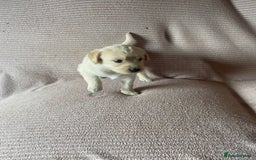 Labradoodle dogs for sale: Labradoodle puppies for sale £600-£750 - Image 20