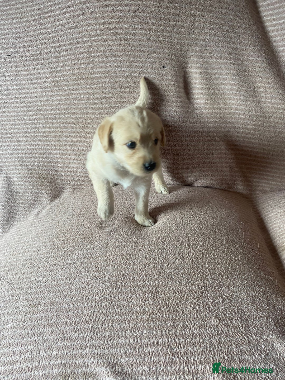 Labradoodle dogs for sale: Labradoodle puppies for sale £600-£750 - Image 20