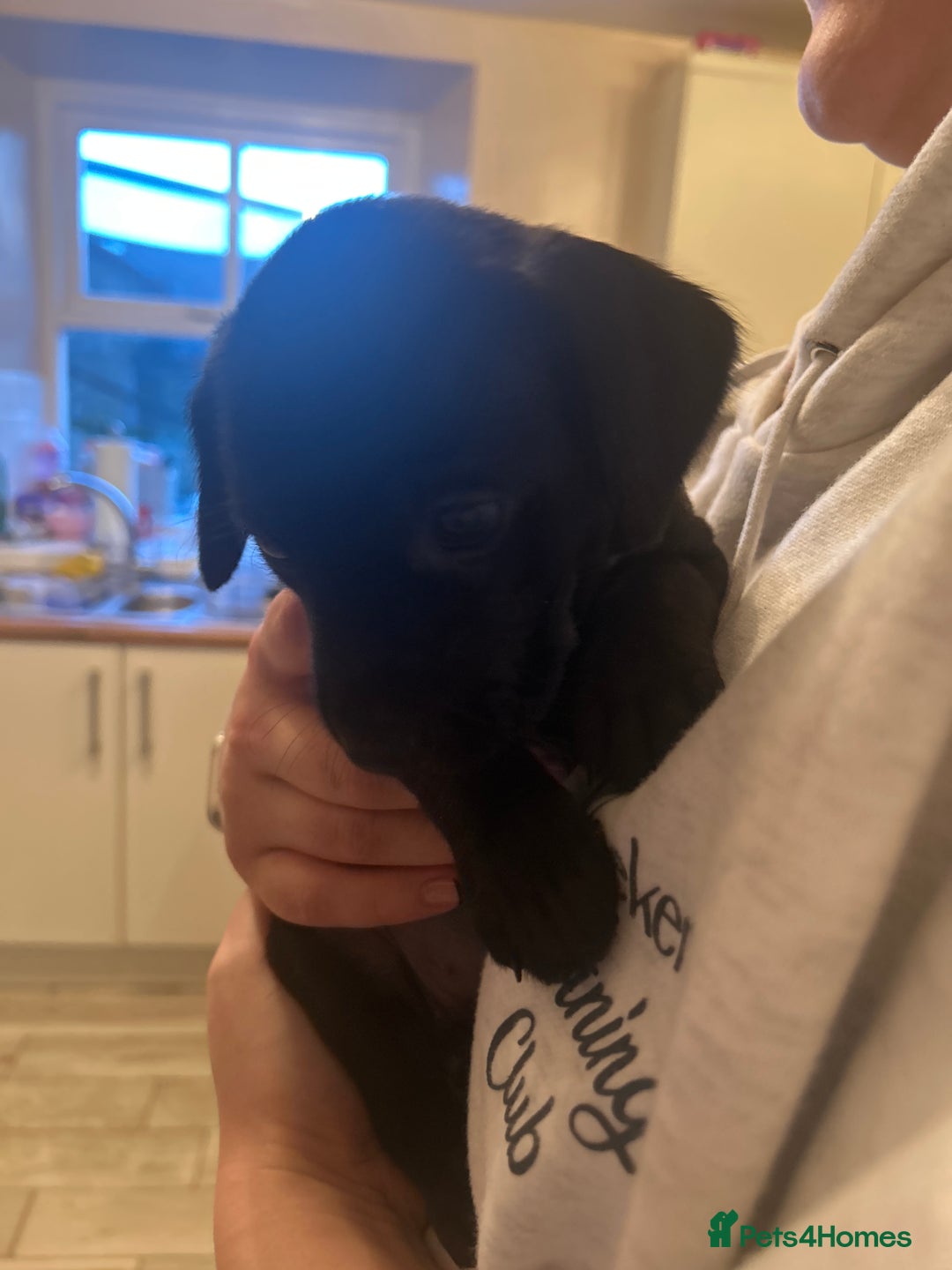 Labrador Retriever dogs for sale: KC registered black and red Labrador puppies - Advert 12