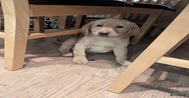 Labrador Retriever dogs Labrador puppies ready soon. North Yorkshire. - Advert 3