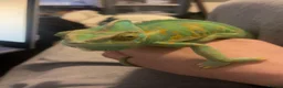 Chameleon reptiles for sale: Yemen Chameleon  in Hull - Advert 4