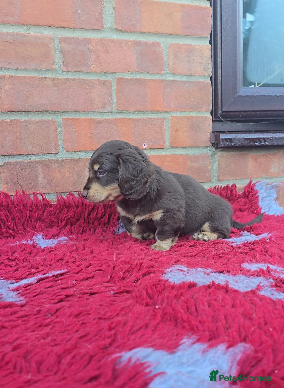 Miniature Dachshund dogs for sale: BEAUTIFUL CREAM LONG HAIR WITH ALL DNA - Advert 20