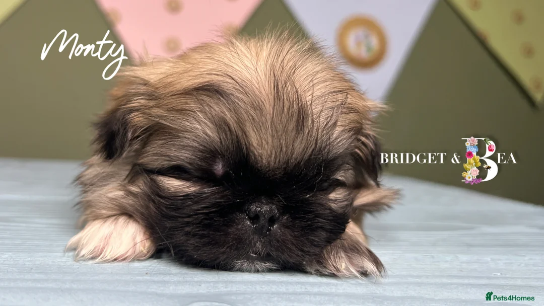 Pekingese dogs for sale: 🩷READY NOW 1 girl 1 boy 🩵 - Advert 20