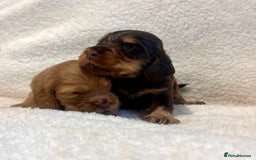 Cocker Spaniel dogs for sale: Show cockers champion bloodlines. simbawood lines. - Image 14