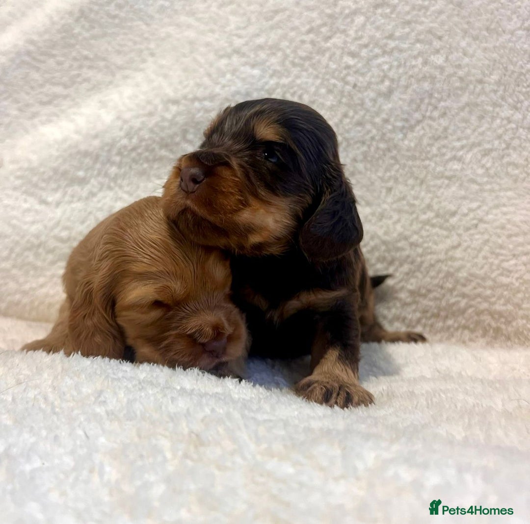 Cocker Spaniel dogs for sale: Show cockers champion bloodlines. simbawood lines. - Image 14