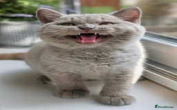 British Shorthair cats for sale: Gccf reg .Lilac British Shorthair  - Image 8