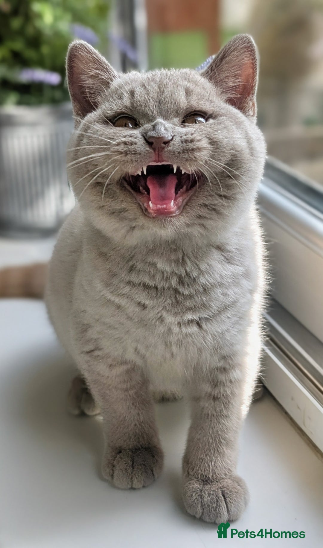 British Shorthair cats for sale: Gccf reg .Lilac British Shorthair  - Image 8