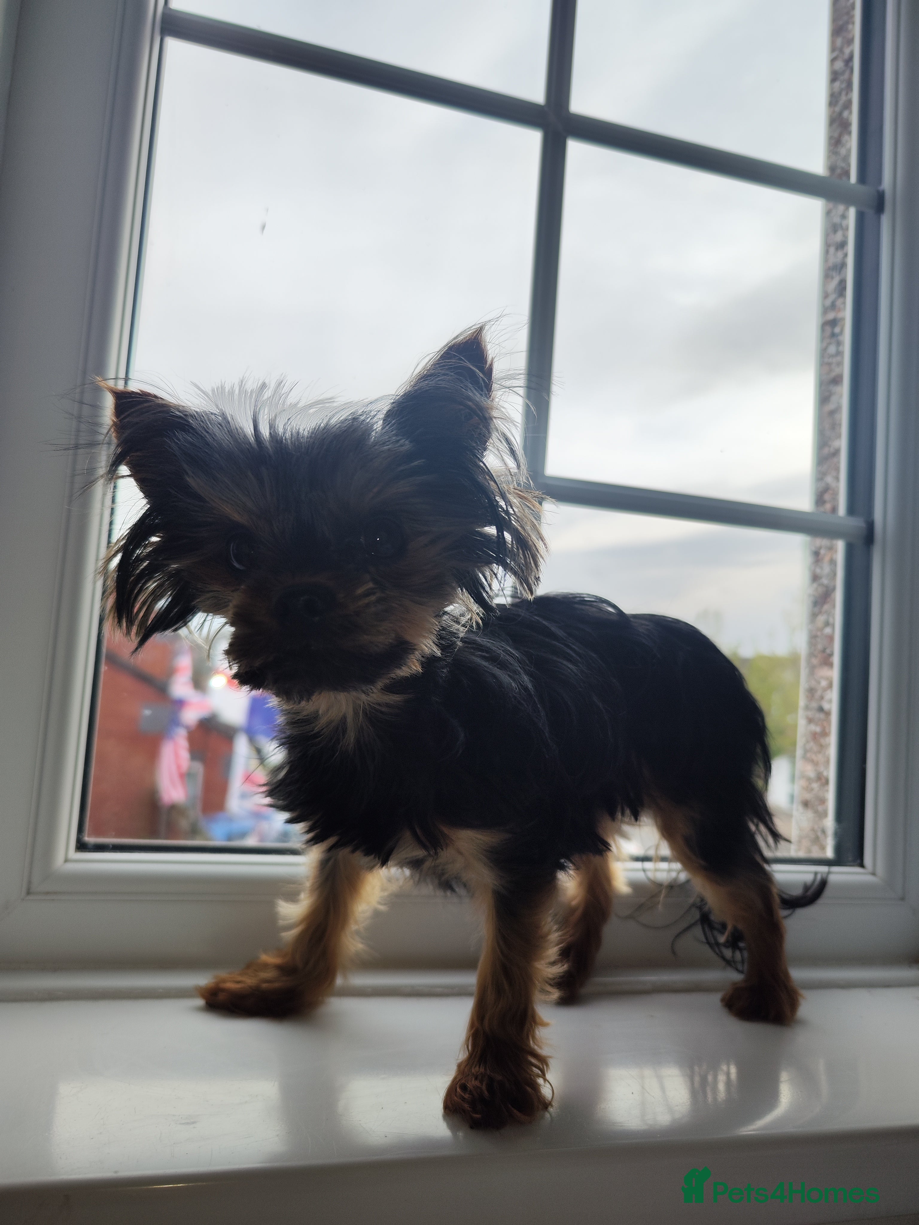Yorkshire Terrier dogs  **  Yorkshire terrier for stud  - Advert 10